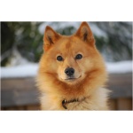 Finnish Spitz 0