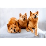 Finnish Spitz 1