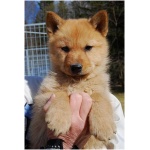Finnish Spitz 2