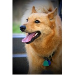 Finnish Spitz 3