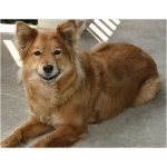 Finnish Spitz 4