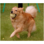 Finnish Spitz 5