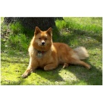 Finnish Spitz 7