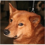 Finnish Spitz 8