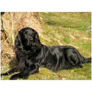 Flat Coated Retriever 9