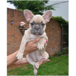 French Bulldog 0