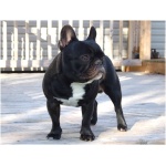 French Bulldog 1