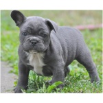 French Bulldog 2
