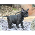 French Bulldog 3