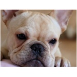 French Bulldog 5