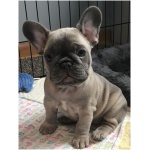 French Bulldog 6