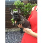 French Bulldog 7