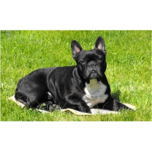 French Bulldog 9