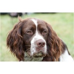 French Spaniel 5