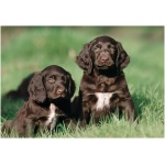 German Longhaired Pointer 2