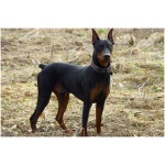 German Pinscher 0