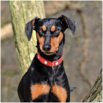 German Pinscher 1
