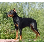 German Pinscher 2