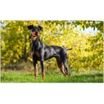German Pinscher 3