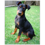 German Pinscher 5