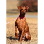 German Pinscher 6