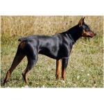 German Pinscher 8