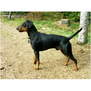German Pinscher 9