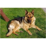 German Shepherd 0