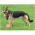 German Shepherd 1