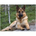 German Shepherd 2
