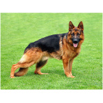 German Shepherd 3