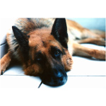 German Shepherd 4