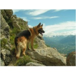 German Shepherd 5