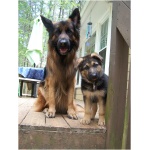 German Shepherd 6