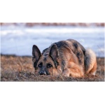 German Shepherd 9
