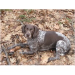 German Shorthaired Pointer 3