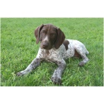 German Shorthaired Pointer 9