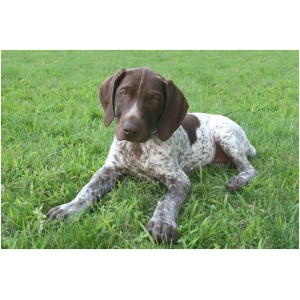 German Shorthaired Pointer 9