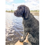 German Wirehaired Pointer 9