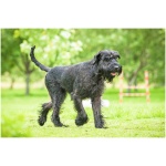 Giant Schnauzer 0