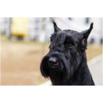 Giant Schnauzer 1