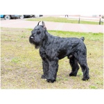 Giant Schnauzer 2