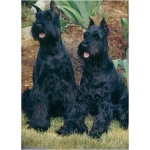 Giant Schnauzer 4
