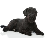 Giant Schnauzer 5
