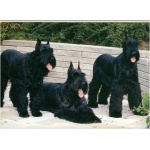 Giant Schnauzer 6