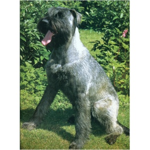 Giant Schnauzer 9