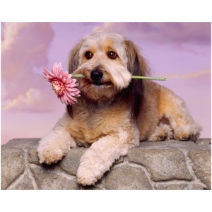 Glen of Imaal Terrier 9