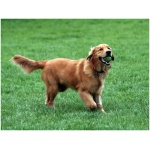 Golden Retriever 0