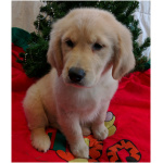 Golden Retriever 2