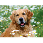 Golden Retriever 3